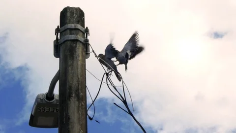 Turtle Doves Fighting On An Electric Pole, 4K Stock Footage 129067503