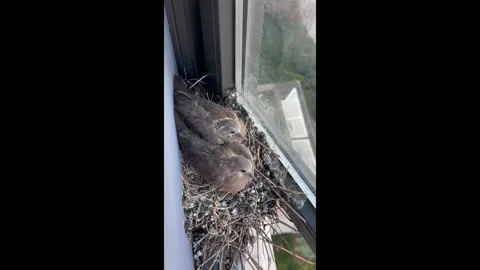Turtle Doves Make Home in Window Sill in Zhejiang, China Stock Footage 277192695