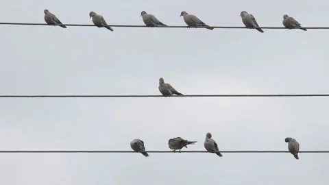 Turtle doves sit on electric wires Stock Footage 138870570