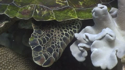 Turtle dreams beneath philippine waves at sunset Video stock 321421067