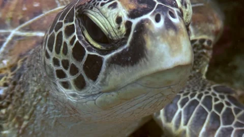 Turtle dreams undersea in the philippines 库存影片 321421235