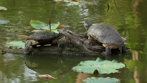 Turtle on driftwood in water. Stock Footage 268283293