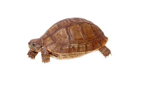 Turtle dwells Stock Photos