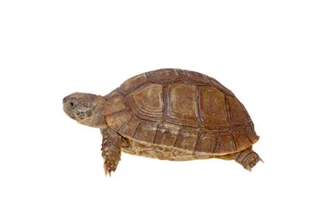 Turtle dwells Stock Photos