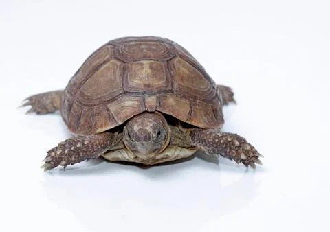 Turtle dwells Stock Photos
