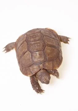 Turtle dwells Stock Photos