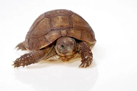 Turtle dwells Stock Photos