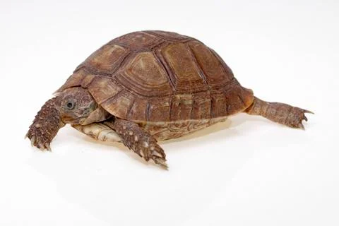 Turtle dwells Stock Photos