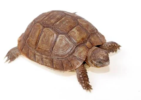 Turtle dwells Stock Photos