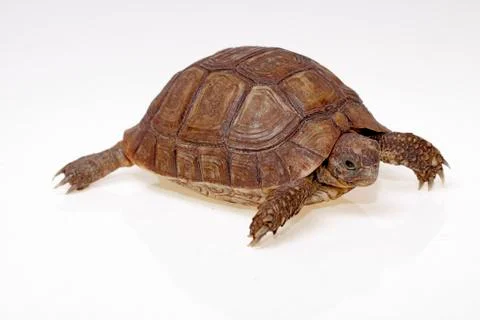 Turtle dwells Stock Photos