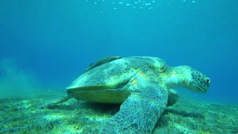 Turtle eating algae underwater Stock-Footage 154648596