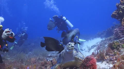 Turtle eating with angelfish (2) Vidéo 2134869