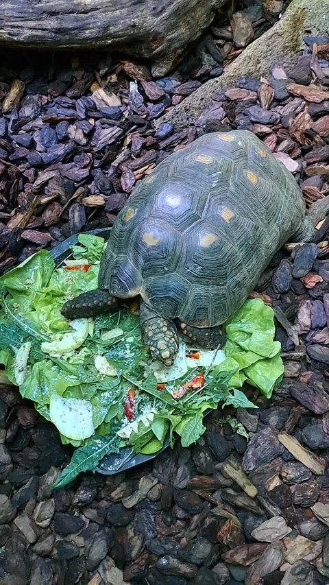 Turtle Eating Cabbage Short Video Video stock 266713449