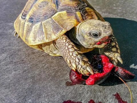 TURTLE EATING CHERRY Stock Photos