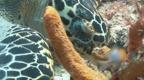 Turtle eating close Stock Footage 658640