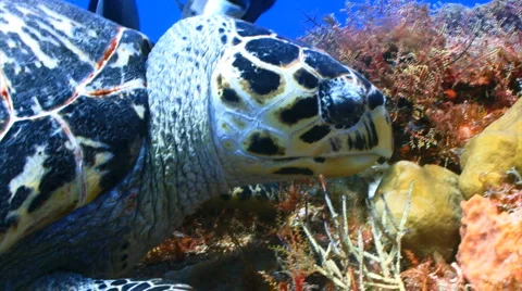Turtle eating coral Stock Footage 1090338