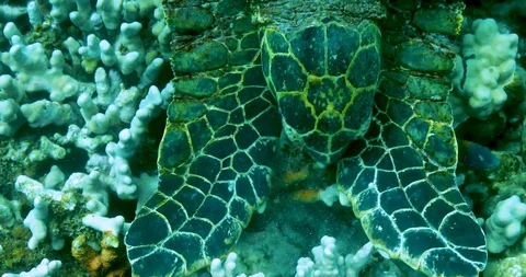 Turtle eating coral 库存影片 95505019
