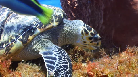 Turtle eating coral reef Stock Footage 1069043