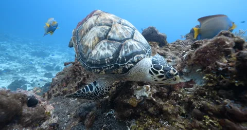 Turtle eating Cozumel Stock Footage 297026108