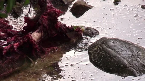 Turtle eating deer carcass Stock Footage 63218318