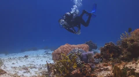 Turtle eating ,diver observing Vídeo Stock 8846330