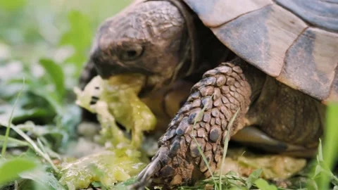 Turtle eating a fig Stock Footage 162766795