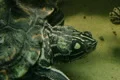Turtle Eating Footage