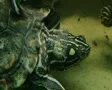 Turtle Eating SD Footage