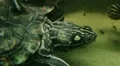 Turtle Eating HD Footage