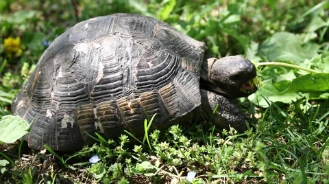 Turtle eating Stock Footage 64360489