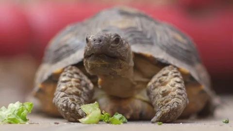 Turtle eating Video stock 73686763