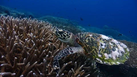 Turtle eating Stock Footage 90001409