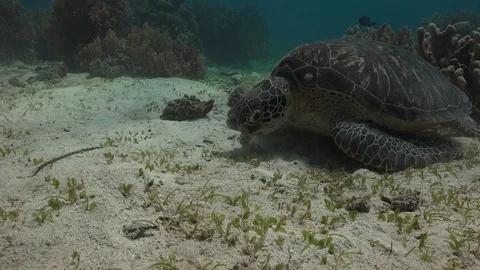 Turtle eating Stock Footage 120110372