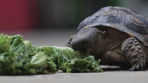 TURTLE eating frontal Video stock 73686527