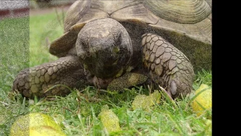 Turtle eating fruit Stock Footage 289632417