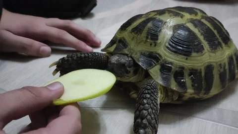 Turtle eating fruit on parquet Stock Footage 161569091