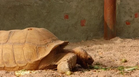 Turtle eating fruits Stock Footage 48332424