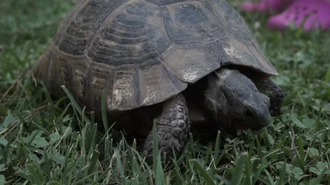 Turtle eating grass 스톡 동영상 157610008