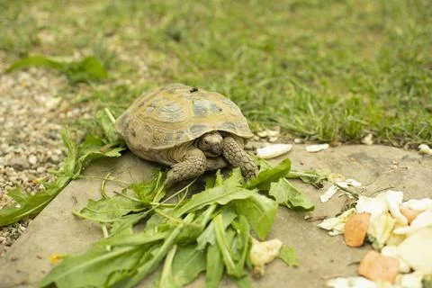 The turtle is eating grass. Land turtle on a green lawn. Stock Photos