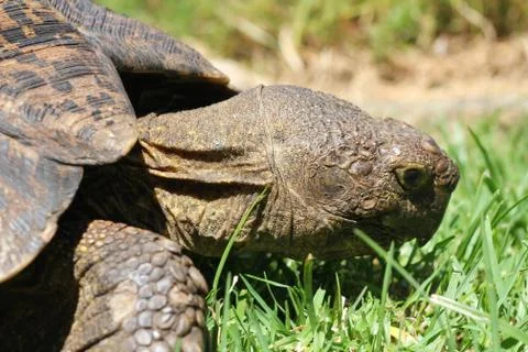 Turtle eating grass Stock-Fotos