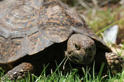 Turtle eating grass Stock Photos