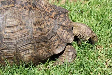 Turtle eating grass Stock Photos