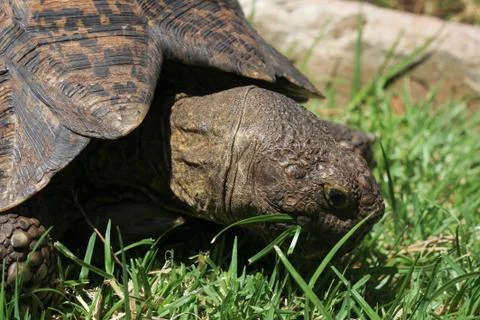 Turtle eating grass Stock Photos