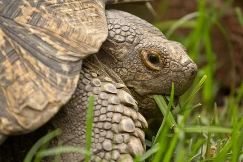 A turtle eating grass Foto stock