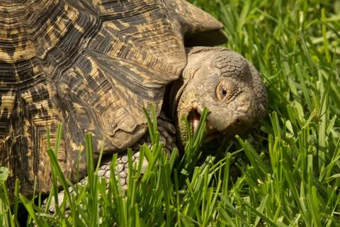 A turtle eating grass Stock Photos