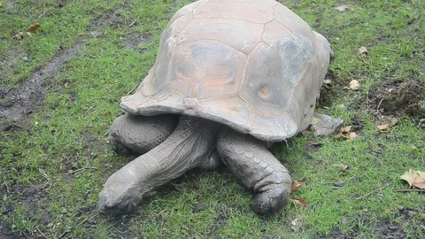 Turtle Eating Grass at Zoo Stock Footage 94459401