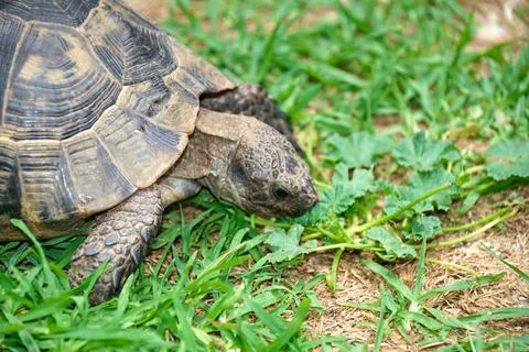 Turtle eating green grass Stock Photos