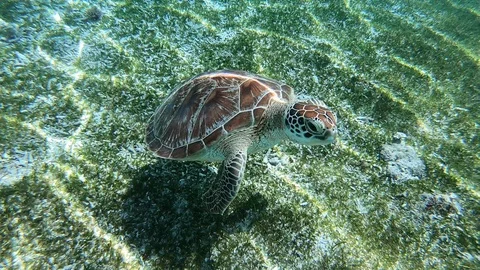 Turtle eating a jellyfish Video stock 90555515