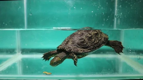 Turtle eating mealworm underwater. reptile as a pet, tortoise. Stock Footage 143902953