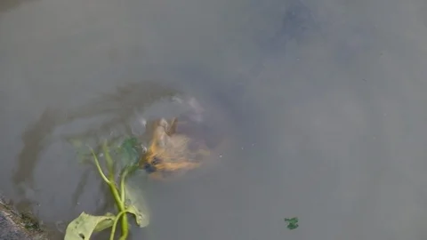 Turtle eating morning glory in the river, 3840*2160 4k 29 fps Stock Footage 108260218